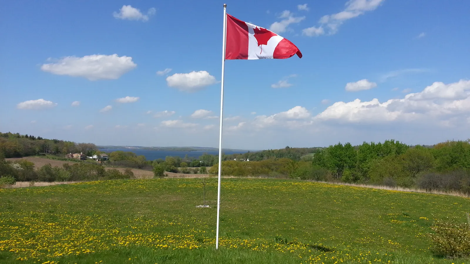 A free-standing flagpole with the flag of Canada in a meadow full of dandelions