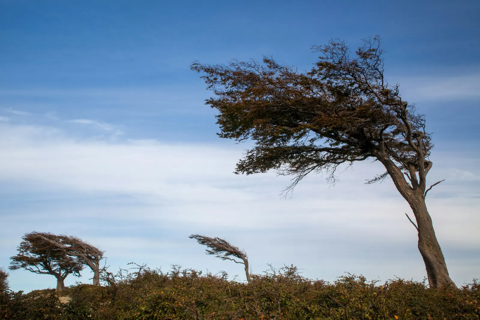 Trees bent by strong wind