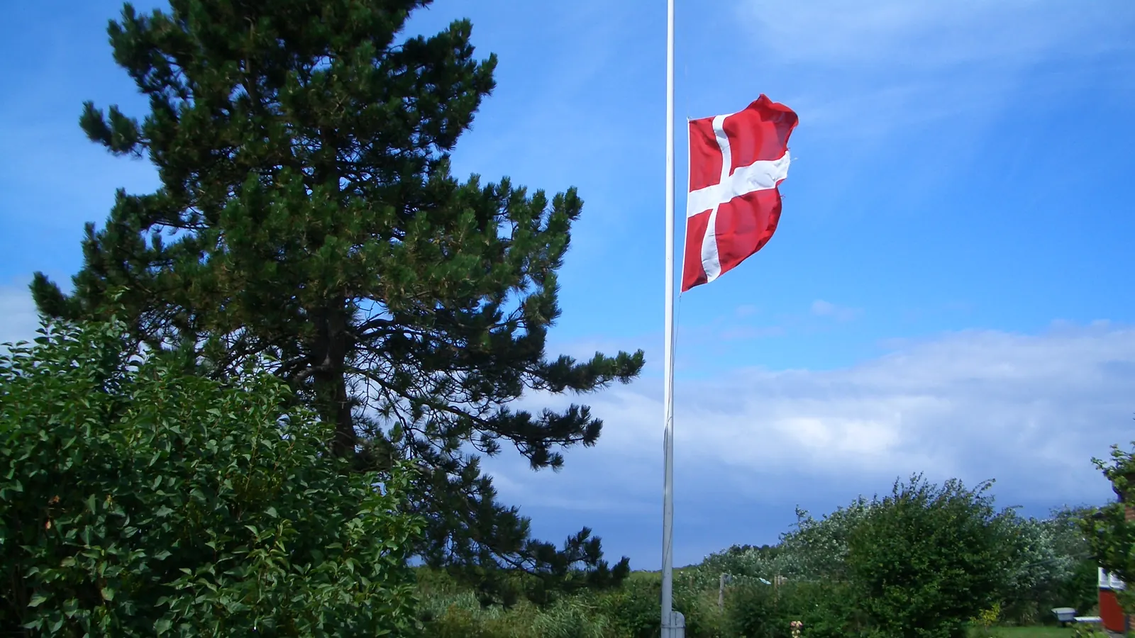 Dannebrog på halv stang på en hvid flagstang i en have med et fyrretræ