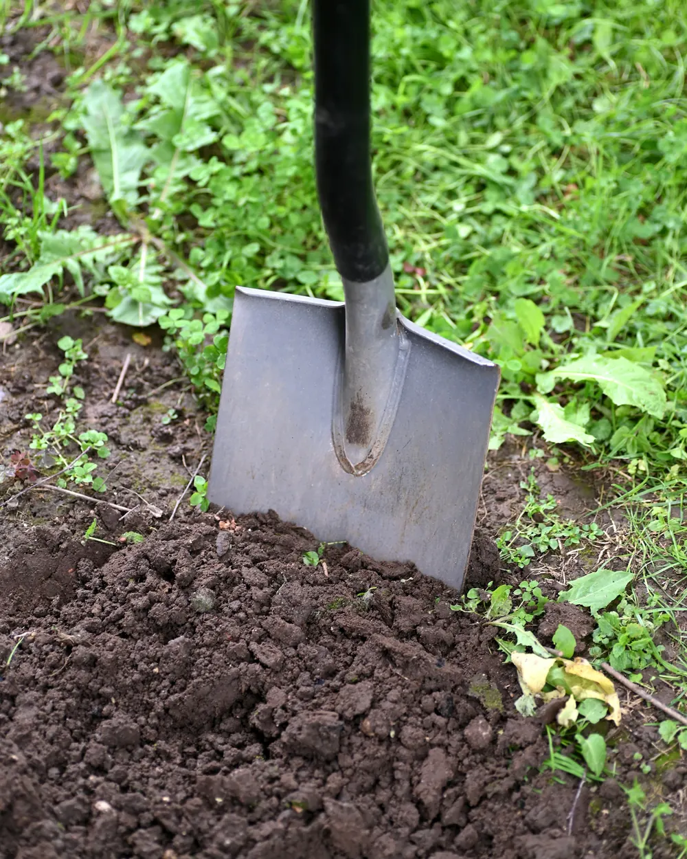 Spade stukket ned i opgravet jord i en have
