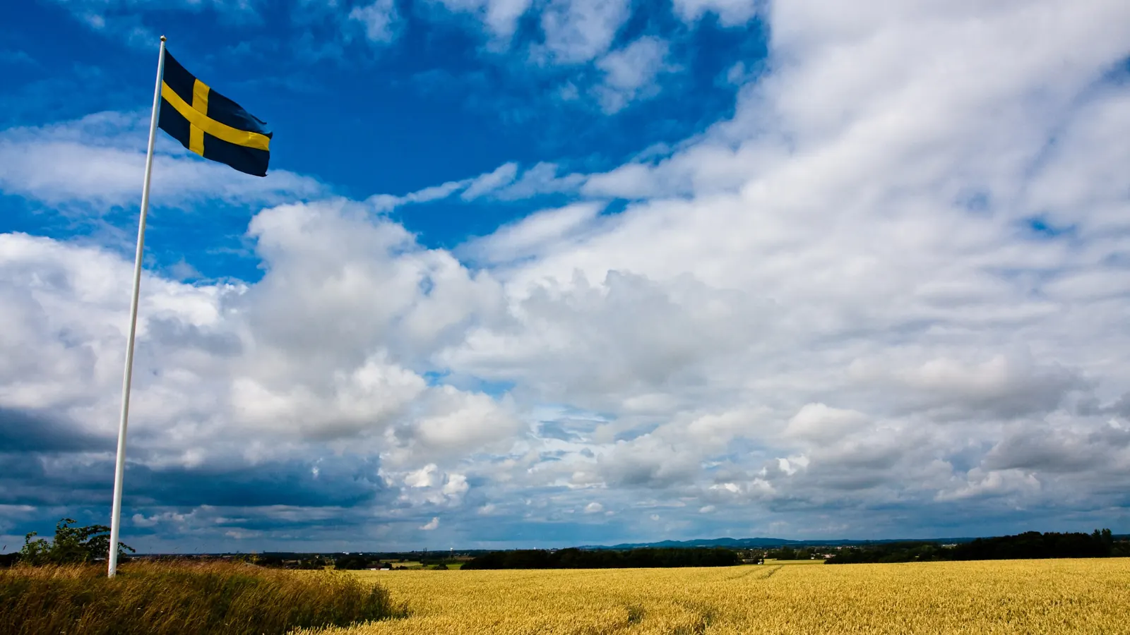Svensk flagga på en hög flaggstång vid ett sädesfält under molnig himmel